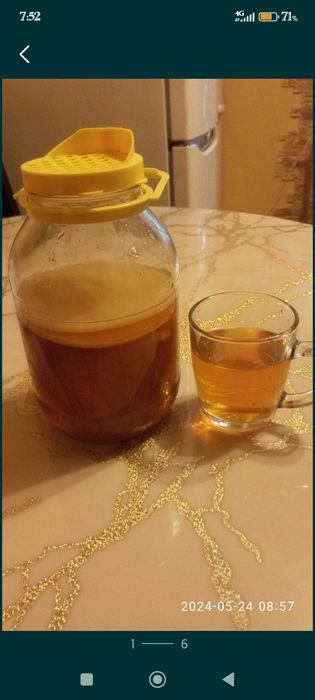 Гриб чайный лечебный