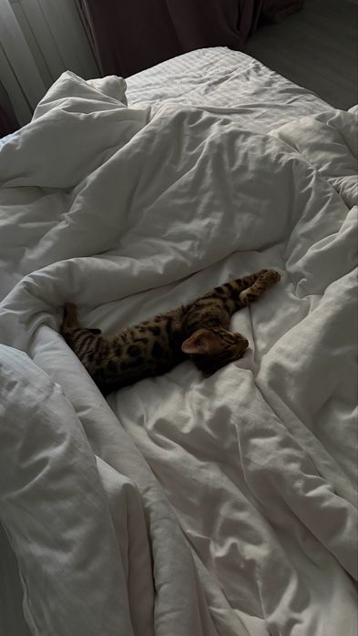 Бенгальский котенок