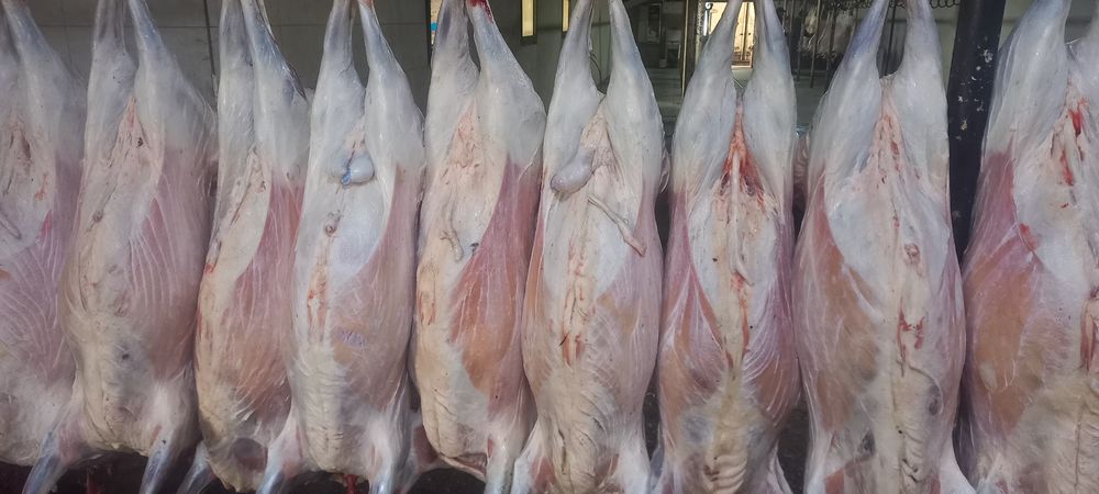 Қозы қой тоқты қошқарлар сатылады