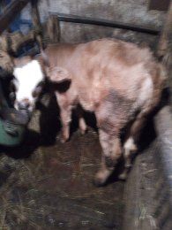 Vând două vițele de 4si 9luni pentru detalii sunați la telefon!