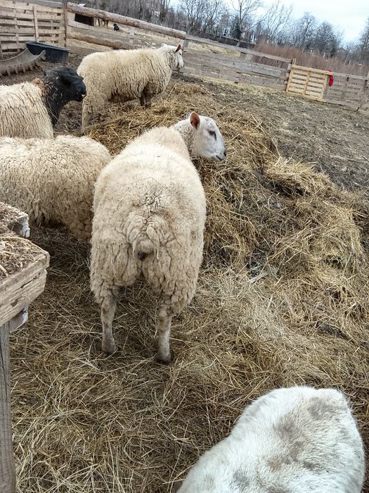 Vând berbec rasă Texel