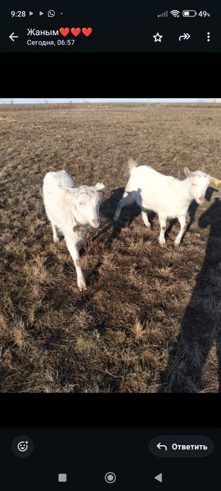 Продам дойных коз!