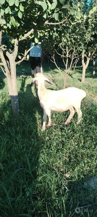 Barra va qo'chqor sotiladi egizaklar 2lasi birga