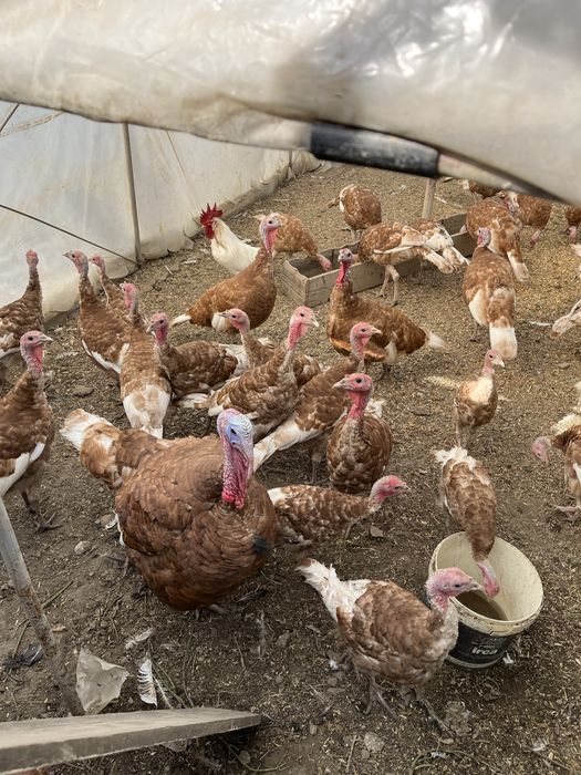 Домашно гледани пуйки ред бърбън