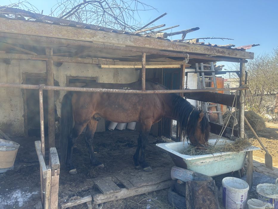 Айғыр сатылады 9 жасар