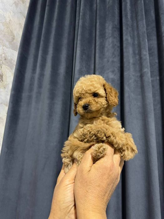 Продаётся  мини пуделья мальчики