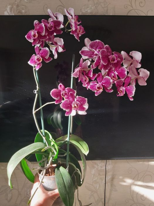 Продам шикарную орхидею