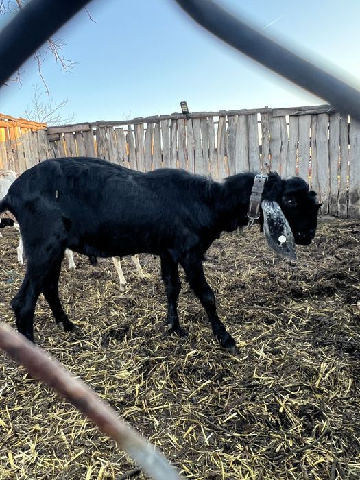 Vând țap agronubian