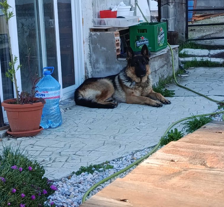 Немска овчарка   свободни - 5 мъжки и 1 женско