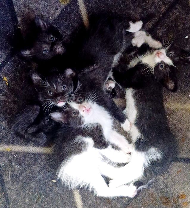 Отдам котят в добрые руки