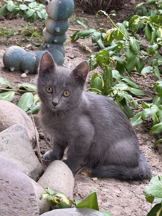 Отдам котят бесплатно