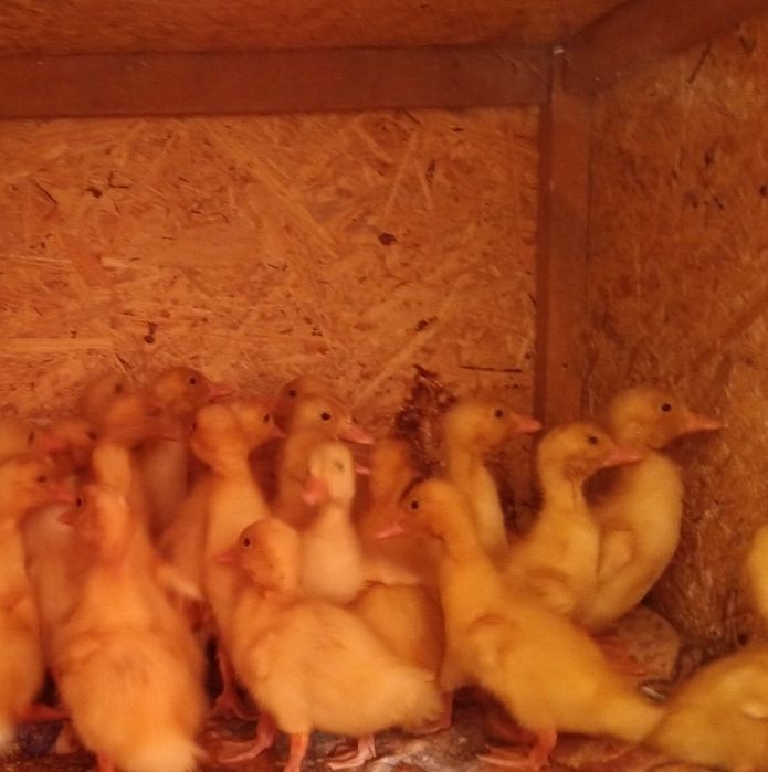 Boboci de rață rasa grea