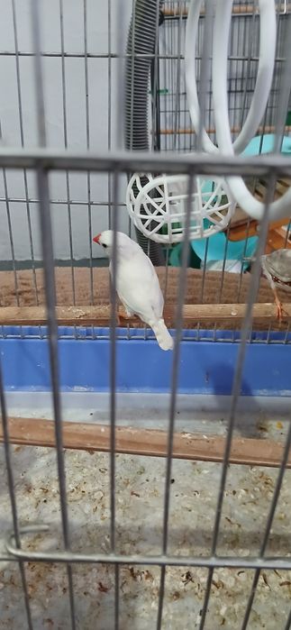 Амадины зебровые пара
