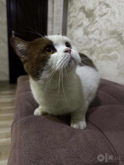 Продаю британскую короткошёрстную кошку