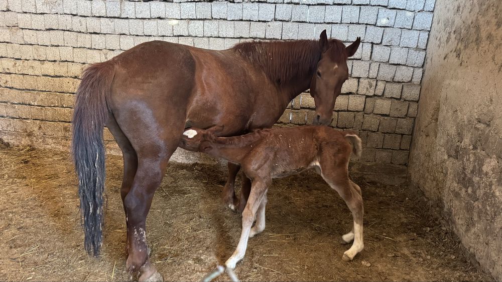 Бие сатылады 2ші тума