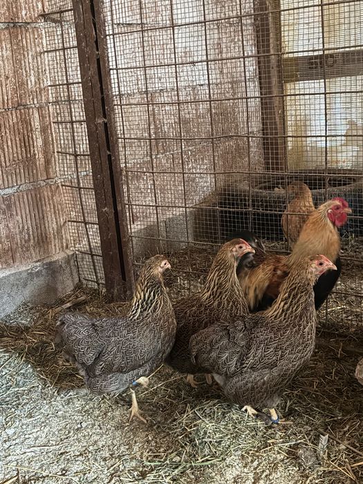 Ouă Wyandotte pitic orange pentru incubat
