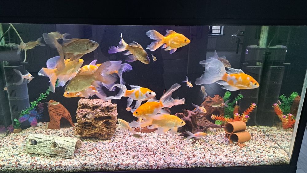 Продам рыбок камет