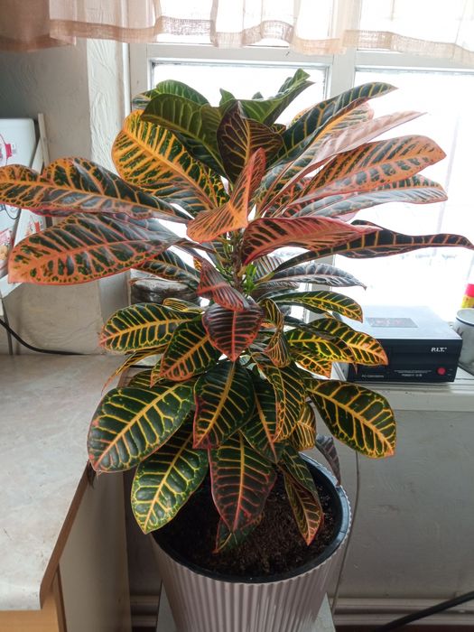 Продам комнатные растения