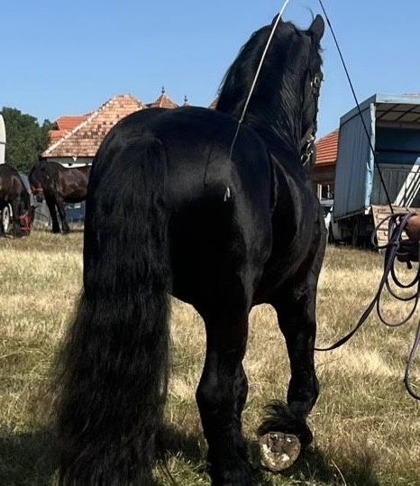 Armasar Friesian /Frizian pentru monta