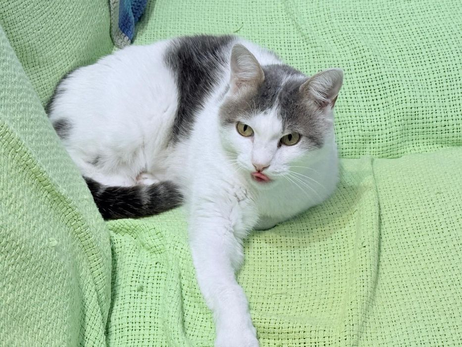 Bianca deparazitata intern extern, sterilizata