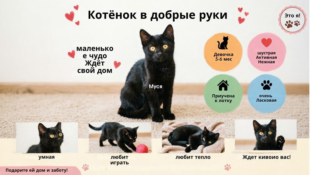 Отдам котёнка в добрые руки