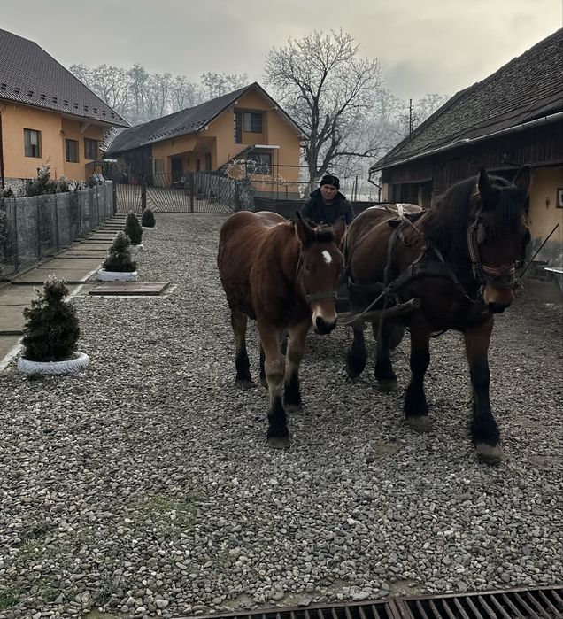 Vand manz de 7 luni!