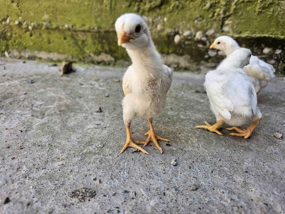 О шамо немец (ақ) балапандары сатылады