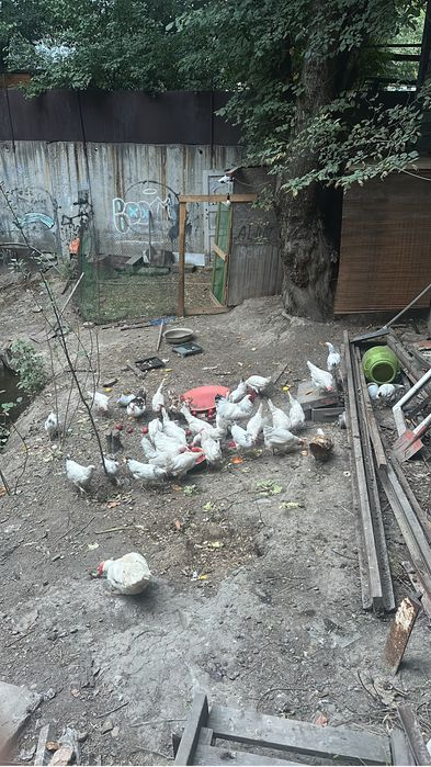 Продам курей несушек