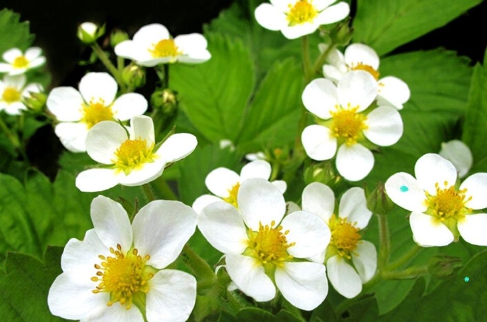 Продам саженцы клубники одноразовой