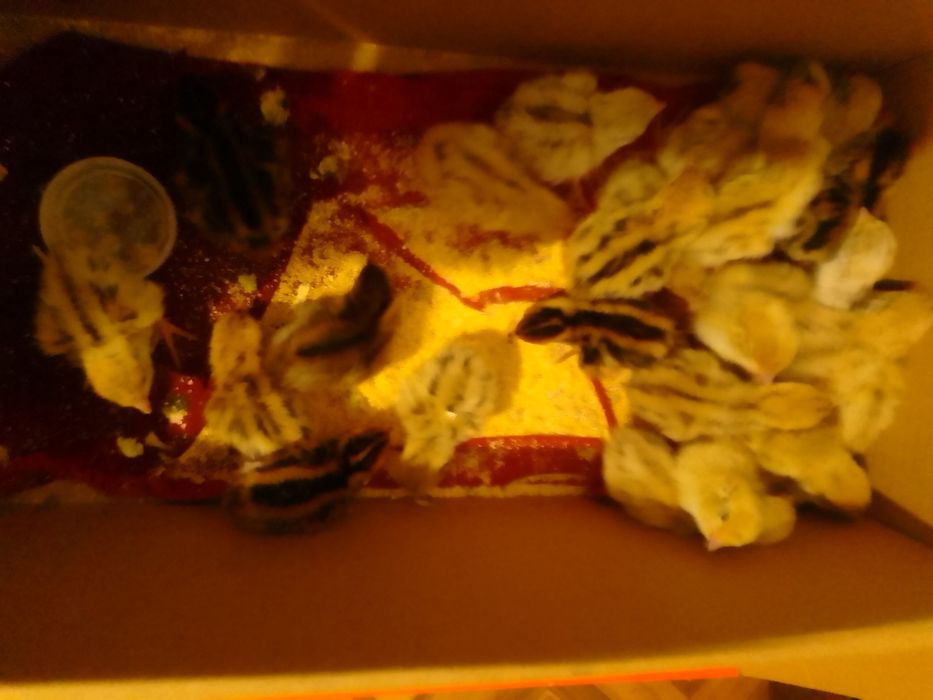 Pui de prepeliță ,prepelițe și ouă de prepeliță de vânzare