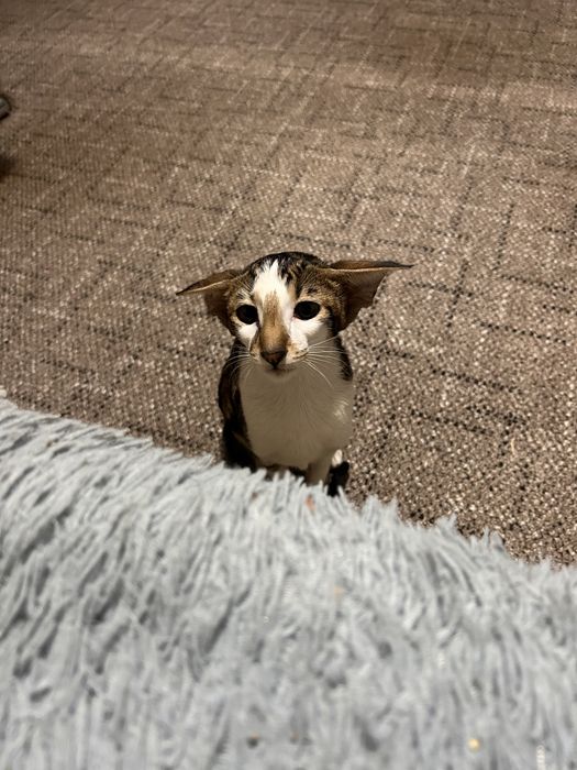 Ищем кота породы Ориентал