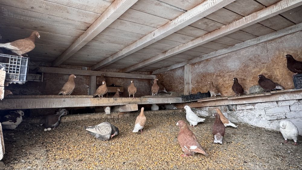 Porumbei voiajori de vanzare