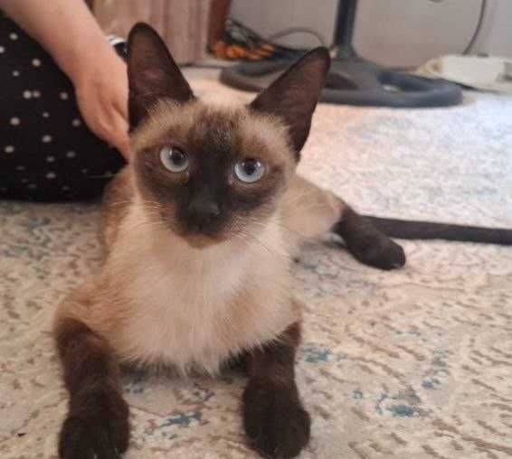 Отдам даром. Сиамская кошка