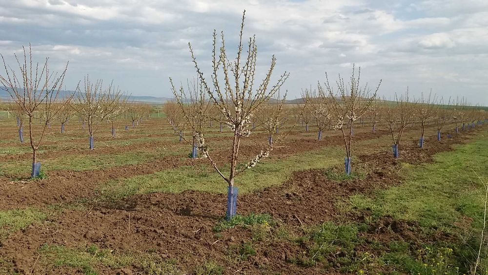 Продава се 11 дка млада черешова градина
