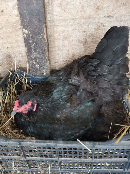 Păsări rasa cochinchina