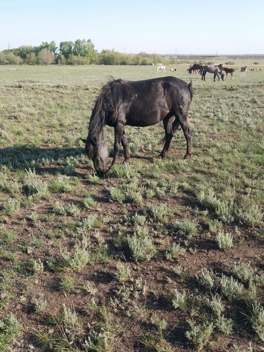 Продается кобыла 6лет