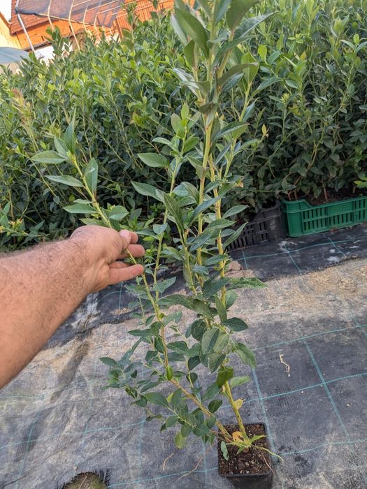 Afin Duke, Eliot, Reka, an 2 și 3