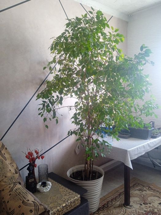 фикус Бенджамина