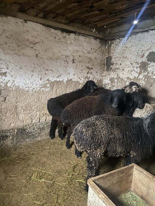 Ассаламуаликум қошқарлар бар