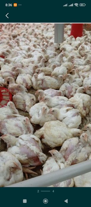 Продам мясо бройлера