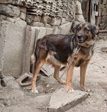 Spre adoptie căței