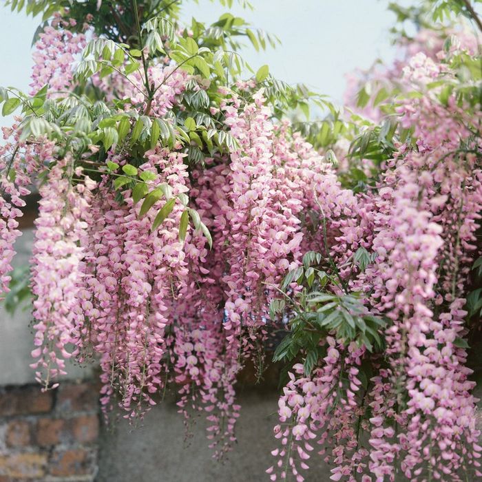 Wisteria (GLICINA )