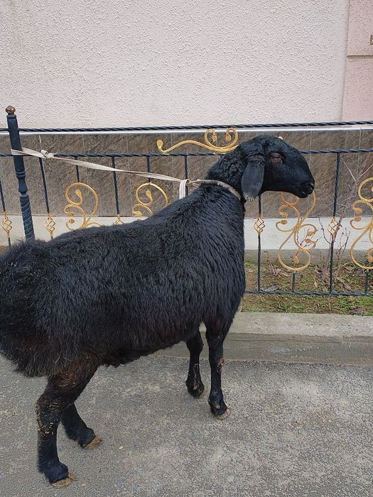 Toza xisori solu qoy xali tugmagan