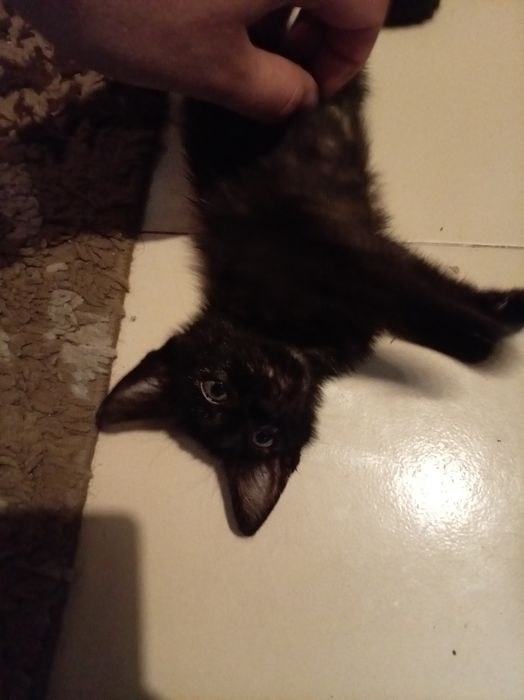 Черно коте търси дом Пловдив