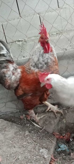 Петух Кораз на продажу