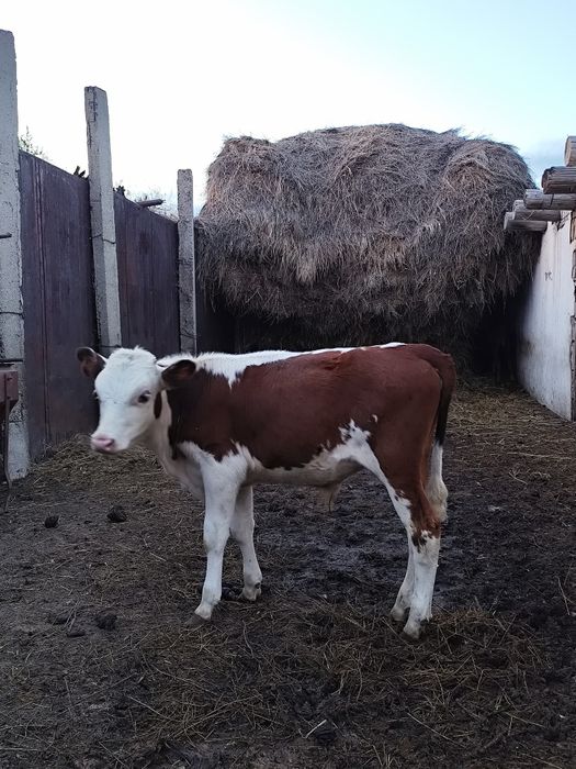 Теленок бычек,племенной