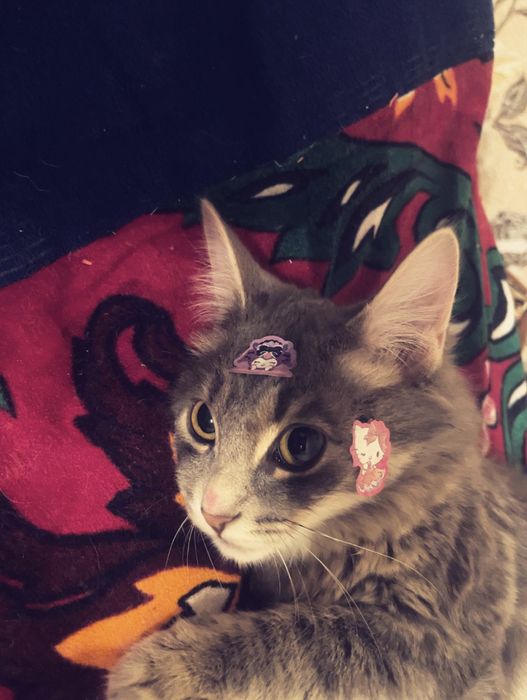 Кошка мальчик милый