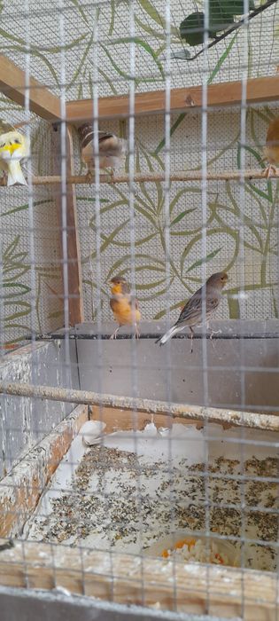 Конарейки самцы и