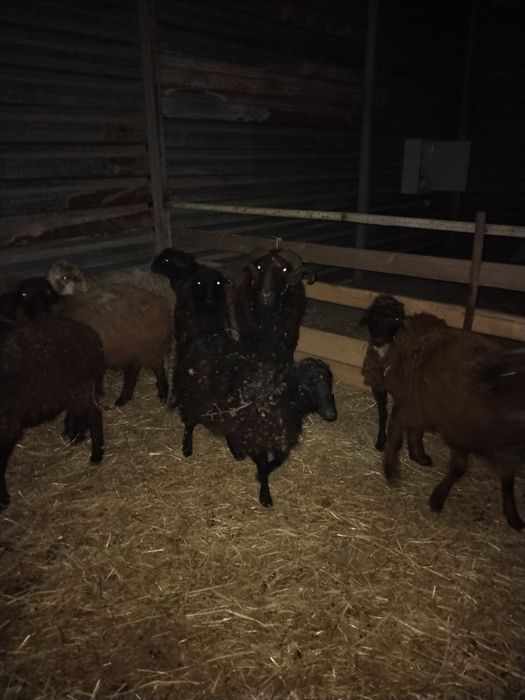 Қошқар қой Тохты сатылады оптом