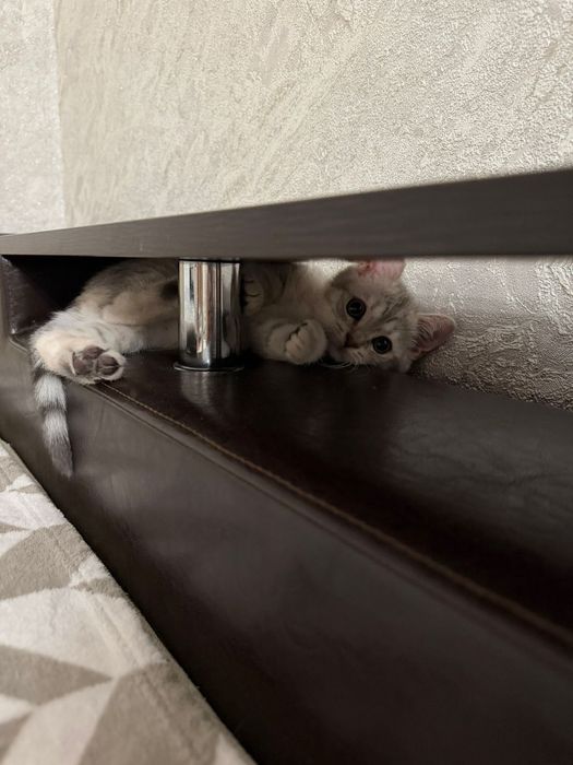 Продам котенка пародистый